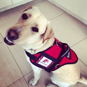 George.  K9 Learning Support at Help Your Child Grow