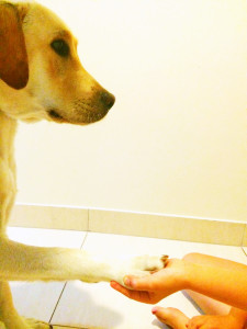 George K9 Learning Support at Help Your Child Grow